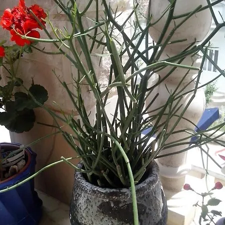 Rincic Appartement