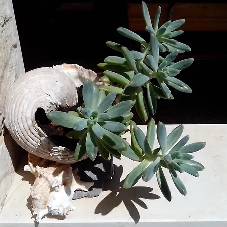 Rincic Appartement Marina